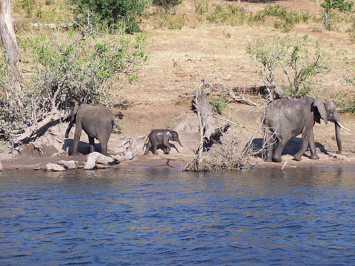 botswana, baby, elephant, river, wild life