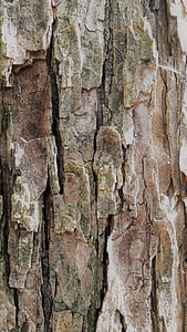 bark, treet, struktur, natur, tre - materiale, bakgrunner, mønster
