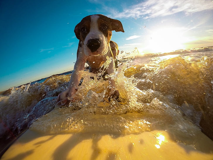 สุนัข, เล่นกระดานโต้คลื่น, น้ำ, คลื่น, ฤดูร้อน, ด้วยตนเอง, ความมั่นใจ