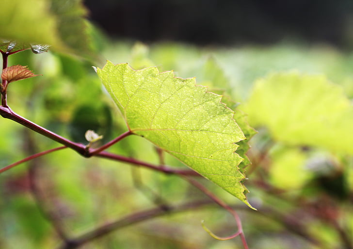 GRAPE parreral, liści winorośli, gałąź winorośli, uprawa winorośli