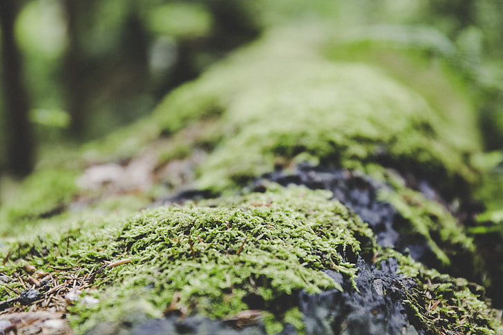 Moss, metsa, maa, loodus, seened, roheline, puu kännu