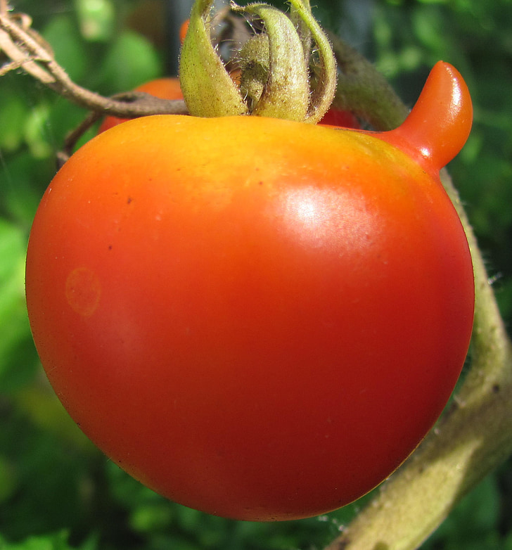 tomat, Food afgrøde, rød, sjove overvækst