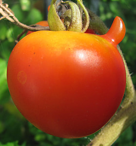 tomat, mat gröda, röd, rolig överväxt