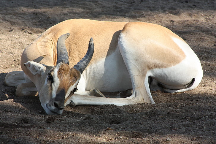 zoo, antelope, sleep