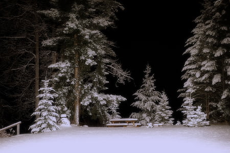 vinter, vinter drøm, sne, kolde, træer, nat