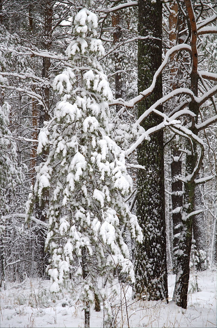 vinter, skogen, snö, Pine, träd, naturen, Winter forest