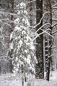 冬, フォレスト, 雪, 松, 木, 自然, 冬の森