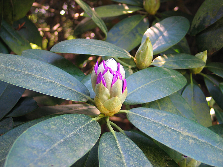 Rhododendron bud, skugga, sommarträdgården
