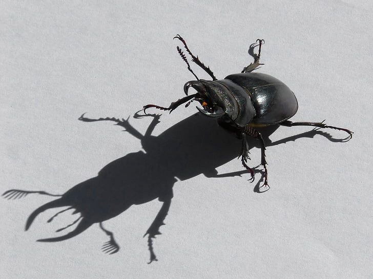 beetle, lucanus cervus, stag-beetle, escanyapolls, shadow, threat, coleoptera