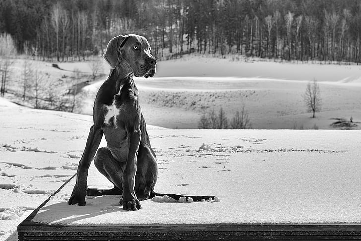 cachorro, Gran Danés, perro, un animal, nieve, animales de compañía, temperatura fría