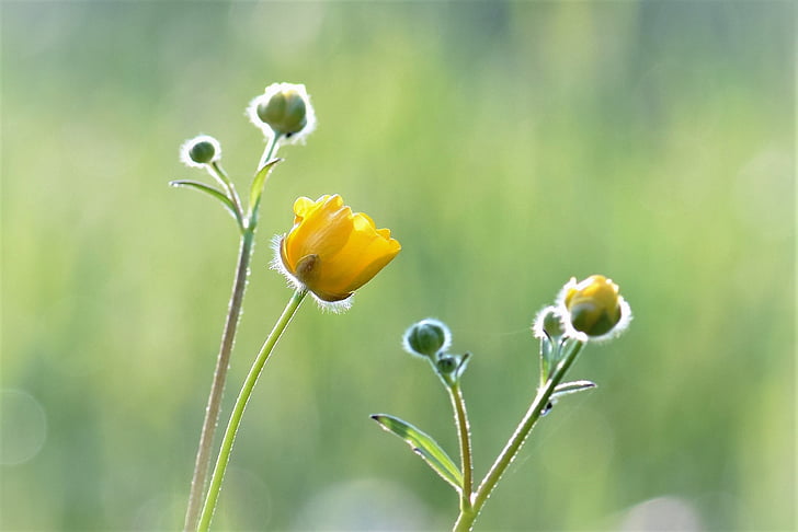meadow, buttercup, yellow, plant, spring, grass, flowers
