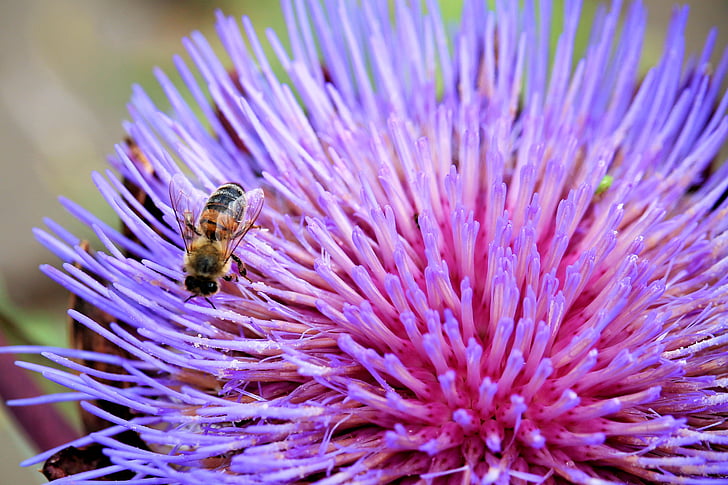 artichokenblüte, Блосъм, Блум, насекоми, пчела, лилаво, артишок