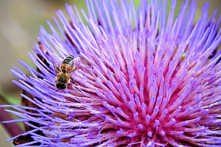 artichokenblüte, Блосъм, Блум, насекоми, пчела, лилаво, артишок