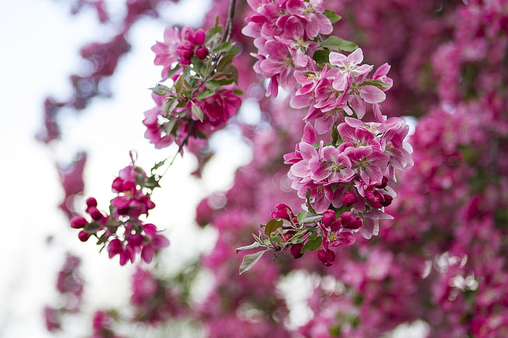 flowers, blossoms, spring, nature, floral, pink