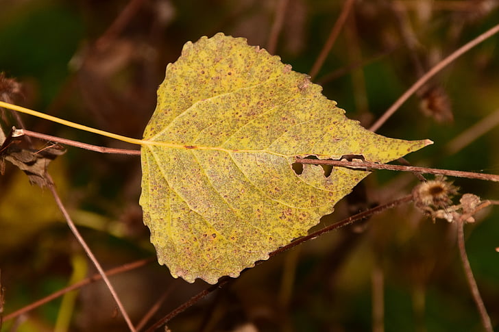 podzim, padajícího listí, listy, mokrý, října, Trist, Les