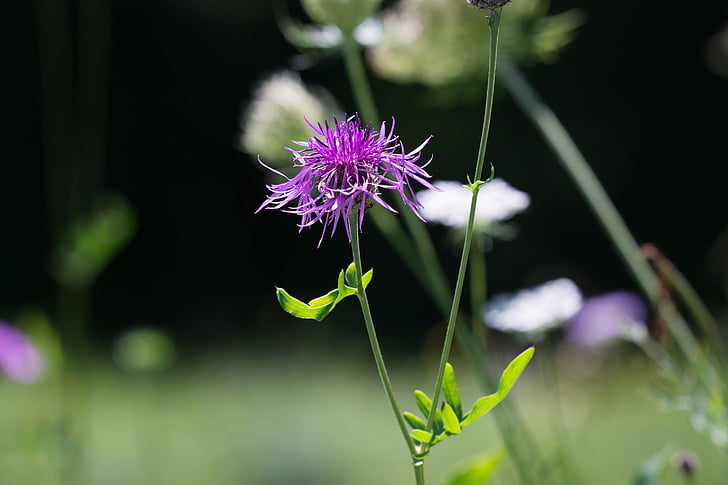 meadow, natural lawn, flower, pointed flower, wigs knapweed, nature, summer