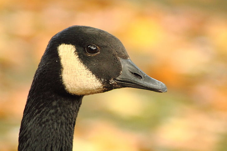 Canada goose, Branta canadensis, Husa, drůbež, vodní pták, pták, zvířata