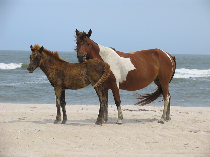 Vahşi atlar, Assateague Adası, plaj, yaban hayatı, doğa, yabani, vahşi hayat