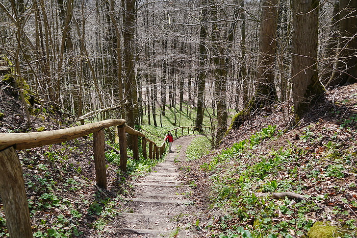 Reichenbach, escaleras, aumentó, naturaleza, bosque, sendero, premiumweg