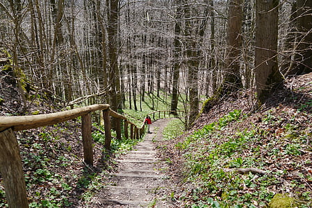 Reichenbach, stepenice, povećana, priroda, šuma, staza, premiumweg