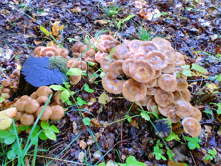 mushroom, plant, forest, nature