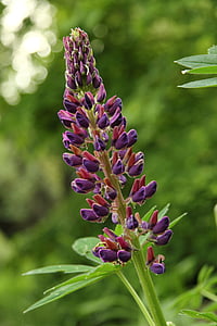 flor, púrpura, planta, flores de color púrpura, primavera
