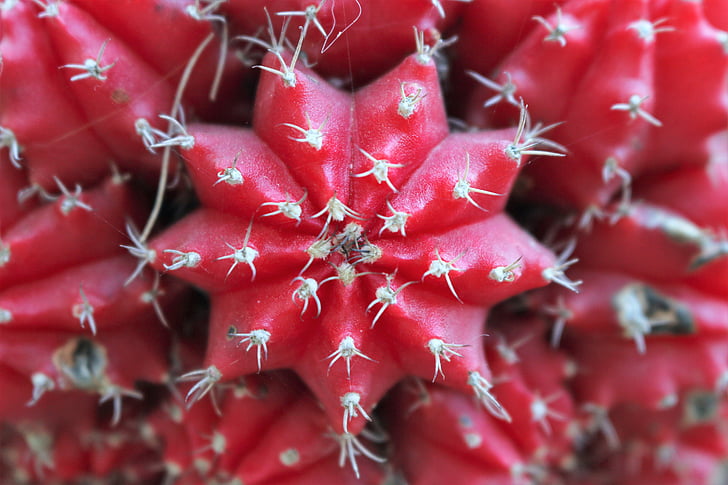 red, cactus, geometry, ripe, freshness, fruit, food
