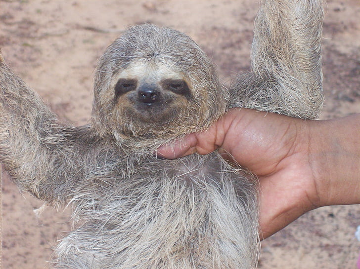 Sloth, baby, dyr, dovne, Brasilien