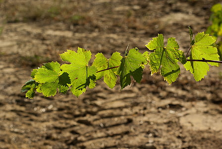 leaf, vine, vineyard, autumn leaves