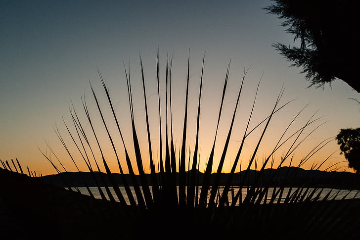 silhouette, plants, sunset, sea, water, mountain, sky