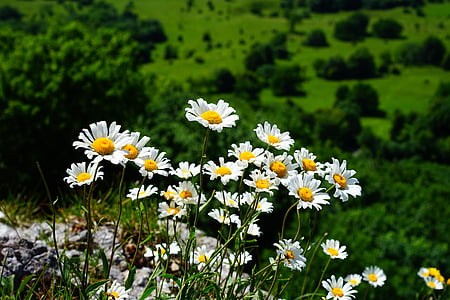 meadows margerite, daisies, flowers, white, leucanthemum vulgare, basket flower greenhouse, asteraceae