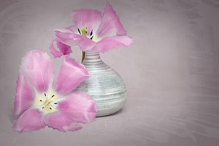 flowers, tulips, pink, pink flowers, tulips pink, spring flowers, cut flowers