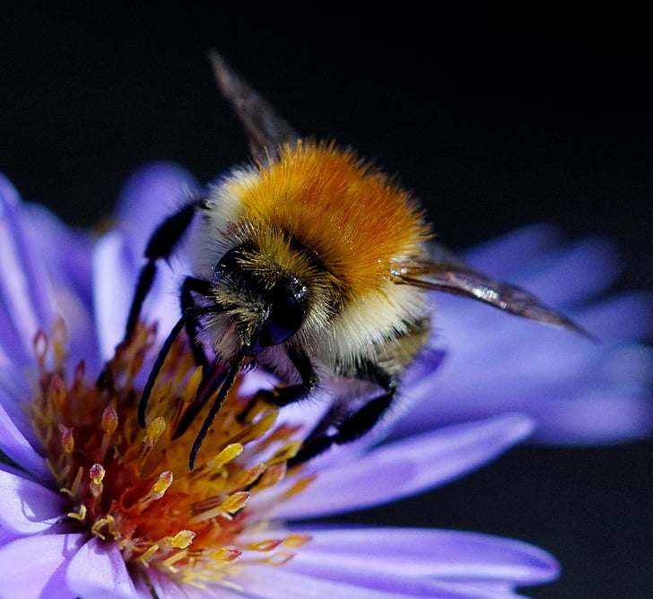 abelha, Bug, natureza, Verão, flor, polinizam, inseto