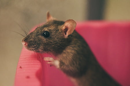 szczur, kolor szczurów, słodkie, Smart, gryzonie, nager, zwierząt