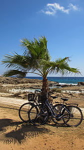 bicycle, palm tree, nature, activity, summer, leisure, recreation
