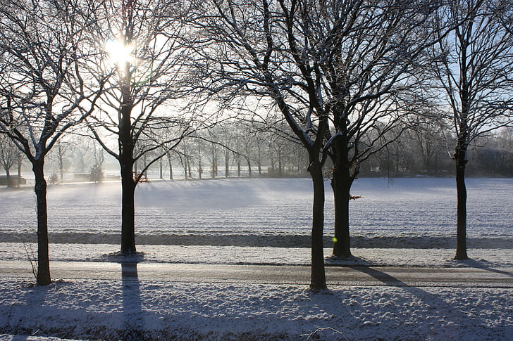 winter, snow, trees, sun