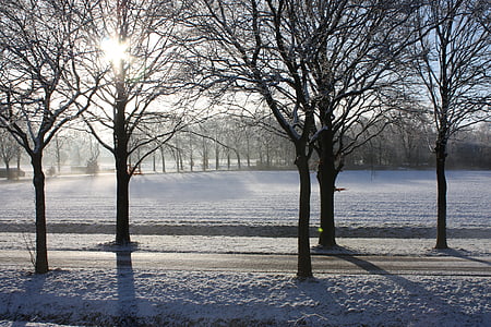 vinter, snö, träd, solen