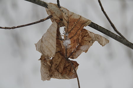 Leaf, vinter, snö, snöig, vintrig, botanik