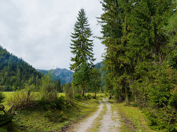 hutan, Gunung, alam, pemandangan, Alpen, Hiking, musim panas