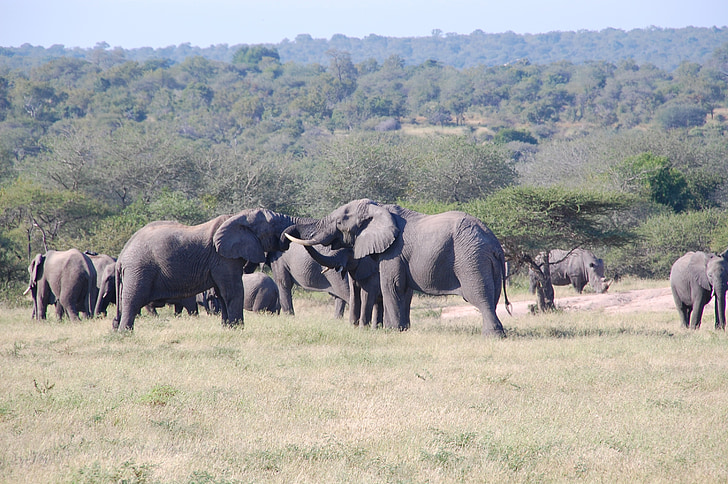 Güney Afrika, vahşi, doğa, yaban hayatı, hayvanlar, Filler, Afrika fili