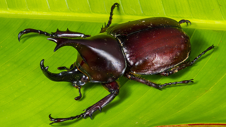 tropiska skalbaggar, Rhinoceros beetle, riesenkaefer