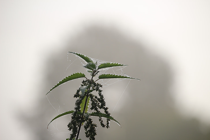 autumn, fog, stinging nettle, nettle, nature, landscape, dew