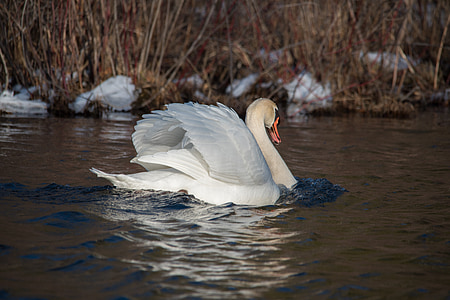 Swan, sliepky, voľne žijúcich živočíchov, vody, pierko, jazero, vodné vtáctvo
