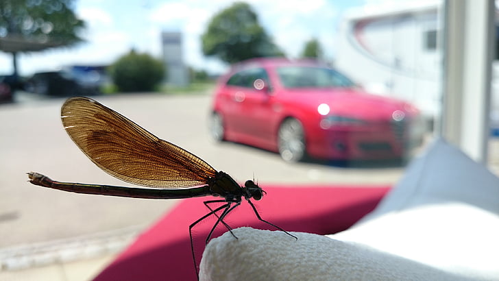 macro, Dragonfly, sluiten