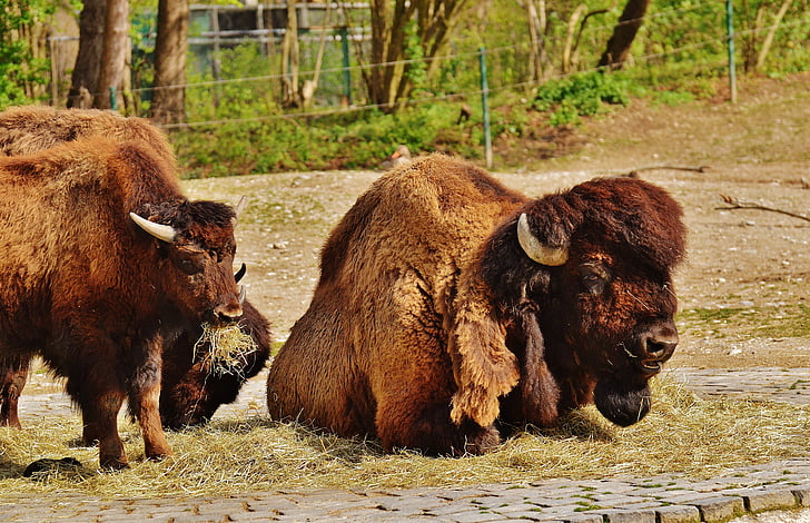bison, vilda djur, djurvärlden, naturen, Tierpark hellabrunn, München, American bison