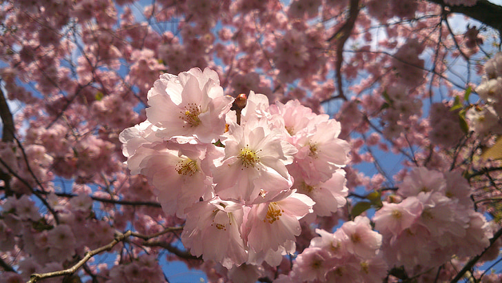 flors roses, cirerers, primavera, arbres en flor, cirera japonesa, flor, floració