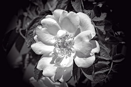 rose bloom, black, white, black and white, flower, blossom, bloom