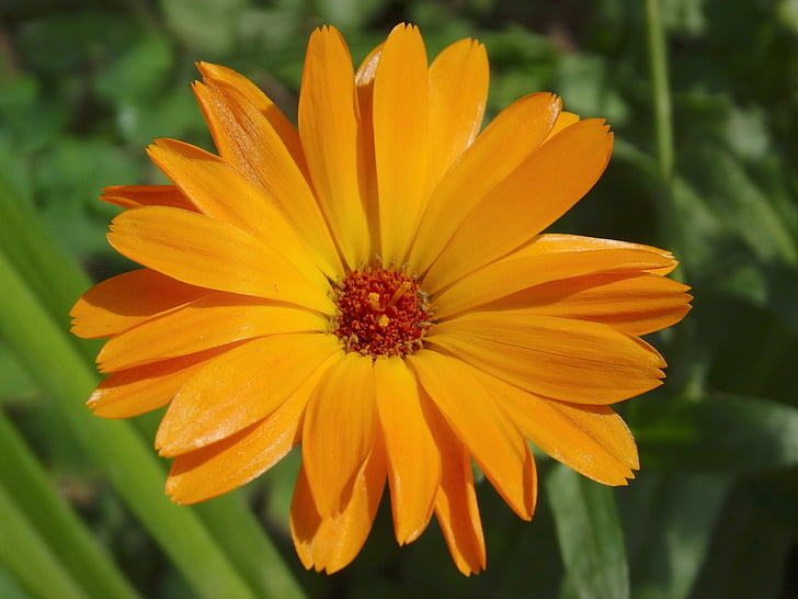 Marigold, Calendula officinalis, Trädgårdsskötsel, blommor, Blossom, Bloom, Orange