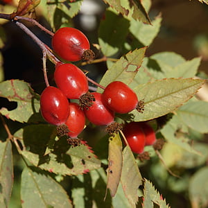 rose hip, berry, red berries, red, nature, leaf, fruit