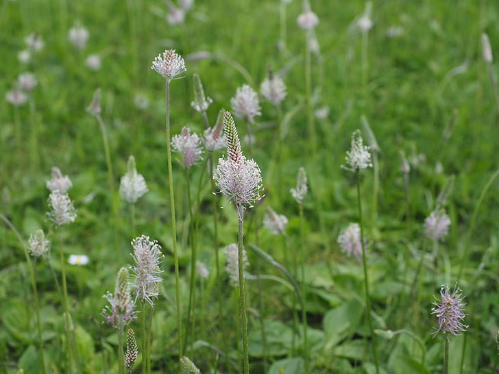 hoary plantain, plantain, wild flower meadow, meadow, flowers, blossom, bloom